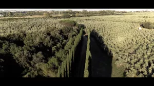 video-realizzazione-storytelling-aziendale-professionale-olio-biologico-prodotti-qualità